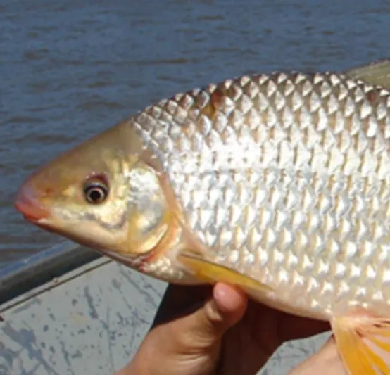Peces